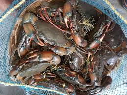 Mud Crabs Exporter Andhra Pradesh | Arjilli Sea Foods